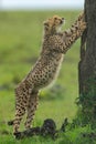 Cheetah cub stands leaning on tree trunk