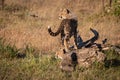 Cheetah cub stands on log by another Royalty Free Stock Photo