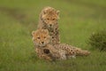 Cheetah cub stands over another on grass