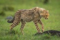 Cheetah cub steps onto log in savannah