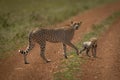 Cheetah and cub walk across sunlit track Royalty Free Stock Photo