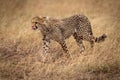 Cheetah cub walking through grass licks lips