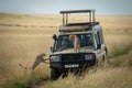 Cheetah cub watches another climb onto truck