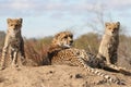 Cheetah with cubs