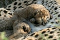 Cheetah cubs Royalty Free Stock Photo