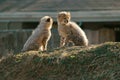 Cheetah Cubs Royalty Free Stock Photo