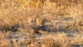 Cheetah cubs ( Acinonyx Jubatus) lying down in the golden light of dusk, Onguma Game Reserve, Namibia. Royalty Free Stock Photo