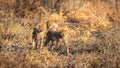 Cheetah cubs ( Acinonyx Jubatus) walking in spectacular light looking alert, Onguma Game Reserve, Namibia. Royalty Free Stock Photo