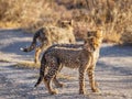 Cheetah cubs ( Acinonyx Jubatus) walking in spectacular light looking alert, Onguma Game Reserve, Namibia. Royalty Free Stock Photo