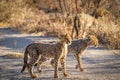 Cheetah cubs ( Acinonyx Jubatus) walking in spectacular light, Onguma Game Reserve, Namibia. Royalty Free Stock Photo