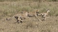 Cheetah cubs catching young antelope