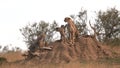 Cheetah cubs climb onto a termite mound with mum at masai mara Royalty Free Stock Photo
