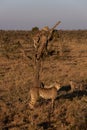 Cheetah cubs climbing tree with family below Royalty Free Stock Photo