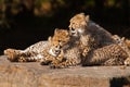 Cheetah cubs close together
