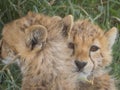 Cheetah cubs