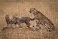 Cheetah and cubs eating dead Thomson gazelle