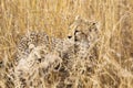 Cheetah cubs in the grass during safari at Serengeti National Park in Tanzania. Wild nature of Africa Royalty Free Stock Photo