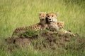 Cheetah cubs lie on mound by mother Royalty Free Stock Photo