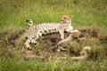 Cheetah and cubs lie on termite mound Royalty Free Stock Photo