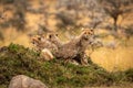 Cheetah cubs looking down from rocky mound Royalty Free Stock Photo