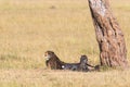 Cheetah with cubs lying down in the shade and watching Royalty Free Stock Photo