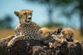 Cheetah with cubs lying on termite mound Royalty Free Stock Photo