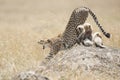 Cheetah with cubs in Masai Mara, Kenya Royalty Free Stock Photo