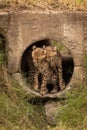 Cheetah cubs nuzzle each other in pipe