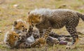 Cheetah cubs play with each other in the savannah. Kenya. Tanzania. Africa. National Park. Serengeti. Maasai Mara. Royalty Free Stock Photo