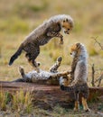 Cheetah cubs play with each other in the savannah. Kenya. Tanzania. Africa. National Park. Serengeti. Maasai Mara. Royalty Free Stock Photo