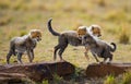 Cheetah cubs play with each other in the savannah. Kenya. Tanzania. Africa. National Park. Serengeti. Maasai Mara. Royalty Free Stock Photo