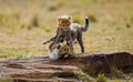 Cheetah cubs play with each other in the savannah. Kenya. Tanzania. Africa. National Park. Serengeti. Maasai Mara. Royalty Free Stock Photo