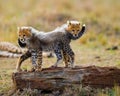 Cheetah cubs play with each other in the savannah. Kenya. Tanzania. Africa. National Park. Serengeti. Maasai Mara. Royalty Free Stock Photo