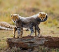 Cheetah cubs play with each other in the savannah. Kenya. Tanzania. Africa. National Park. Serengeti. Maasai Mara.