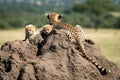 Cheetah and cubs rest on termite mound Royalty Free Stock Photo