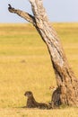 Cheetah with cubs in the shade under a tree