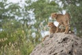 Cheetah cubs on a termite mound Royalty Free Stock Photo