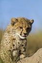 Cheetah curiosity