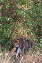 Cheetah devours impala. Eastest Africa