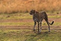 Cheetah drenched in water moving in the Mara grassland