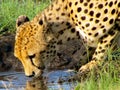 Cheetah Drinking