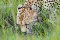 Cheetah, Drinking, Masai Mara