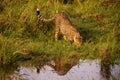 Cheetah drinking water from a pond in Massai Mara reserve