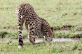 Cheetah drinking water