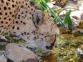 Cheetah drinking