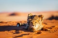 Cheetah in dunes Royalty Free Stock Photo