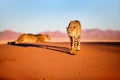Cheetah in dunes Royalty Free Stock Photo