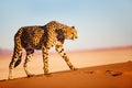 Cheetah in dunes Royalty Free Stock Photo