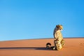 Cheetah in dunes Royalty Free Stock Photo