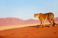 Cheetah in dunes Royalty Free Stock Photo